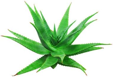 Isabella’s Clearly Burn, Aloe Vera Skin Oil with Lavender & Peppermint - Image 4