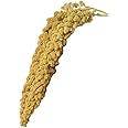Birds LOVE Economy & Thin Special Spray Millet-no Stems, only Edible Tops Healthy Grain Bird Treat 9oz