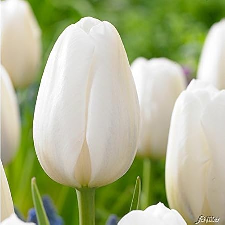 Tulpenzwiebeln Clearwater Schneeweiss Blumenzwiebeln Mehrjahrig Robust Spate Tulpe Clearwater 10 Tulpen Zwiebeln Von Garten Schluter Pflanzen In Top Qualitat Amazon De Garten
