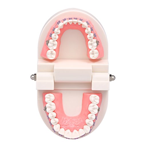 Oral Dentistry Dental Orthodontic Model Teeth Treatment Model with