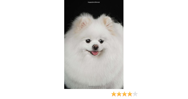 pomeranian amazon