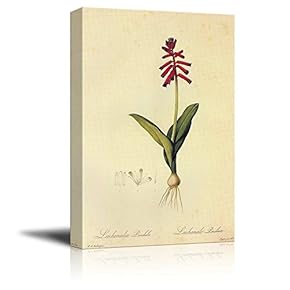 Scientific Illustration of a Flower - Lachenalia Bulbifera by Pierre-Joseph Redoute - Canvas Art Home Art - 12x18 inches