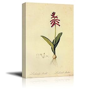 Scientific Illustration of a Flower Lachenalia Bulbifera by...