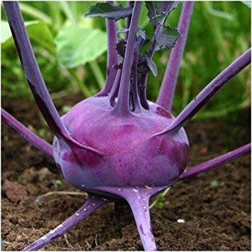 Fash Lady Package of 500 Seeds, Purple Vienna Kohlrabi Seeds (Brassica oleracea)