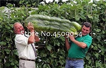 Potseed . 100 Piezas Gigante Japonesa del Pepino Pepino Mini ...
