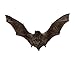 Real Taxidermy Bat | Lesser Bamboo Bat Specimen