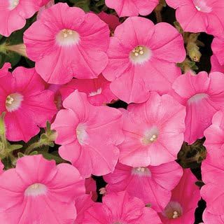 Shock Wave Rose Petunia Seeds Seed Pack