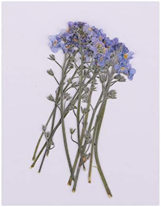 Dailymall ドライフラワー 押し花 乾燥した花 アルバム飾り ホビー クラフト 手芸 装飾 約10個入り B07wh8nljg 666円