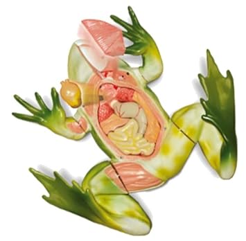 Image result for Frog dissection toy