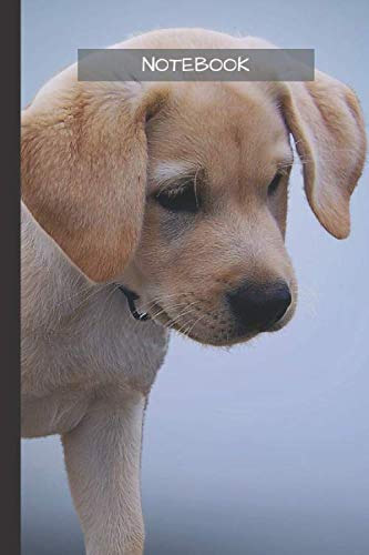 Labrador Notebook: Labrador notebook blank pages - Journal to write in - 120 pages - 6"x9"