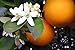 Premium Organic Moroccan Orange Blossom (Neroli) Water | 4oz Spray Imported from Morocco | Food Grade | Packed with Natural Antioxidants. Perfect for Hydrating & Rejuvenating Your Face & Neck