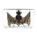 Taxidermy Real Bat Specimens Science Classroom Specimen for Science Education（5.3