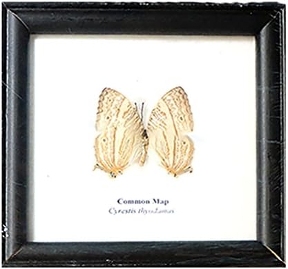 REAL BEAUTIFUL Framed Butterfly Real Butterfly Display MARBLED MAP TAXIDERMY Insect Display 5"x5"