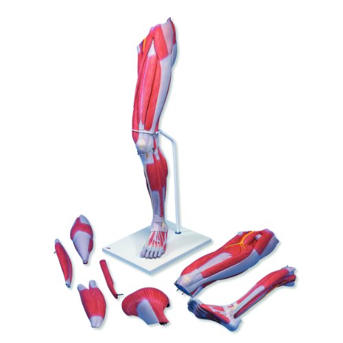3B Scientific M21 7 Part Deluxe Muscle Leg Model, Life Size, 39.4" Height