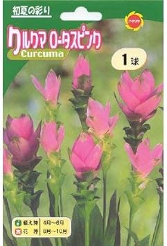 Amazon 春植え球根 クルクマ ロータスピンク 桃花 球根