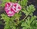 Apricot Scented Geranium Live Plant