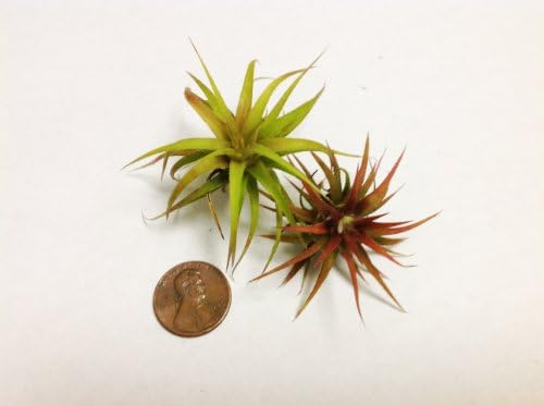 Glass Home Gardens - Tillandsia Ionantha Mexicana Air Plant - 2 Pack