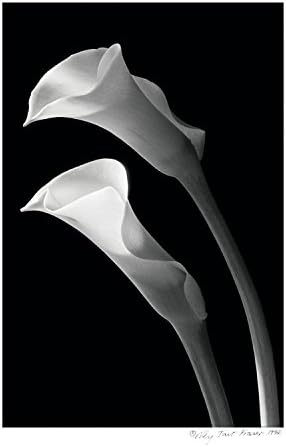 Two Lilies Poster