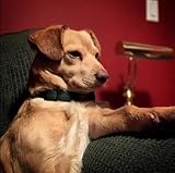 Unique style paws Dog Collar with Detachable Bow Tie Adjustable XXS-XL view 3