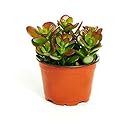 Jade Plant - Crassula ovuta - Easy to Grow - 4" Pot
