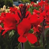 Outsidepride Red Canna Seeds - 10 seeds