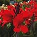 Outsidepride Red Canna Seeds - 10 seeds