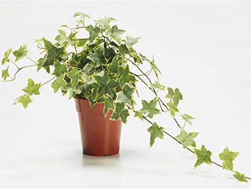 AMERICAN PLANT EXCHANGE Variegated English Ivy Trailing Vine Live Plant 6