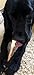 Craving Canine 6-Inch Odorless Bully Sticks for Dogs - 5 Pack