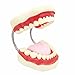 SMKF Large Anatomical Teeth Models - Dentist Teaching Oral Hygiene Model 8.66 * 5.9 * 5.5 inches
