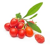 Earthcare Seeds ORGANIC TIBETAN Goji Berry 100 Seeds (Lycium chinense)