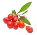 100 ORGANIC TIBETAN Goji Berry Seeds Lycium chinense By Earthcare Seeds