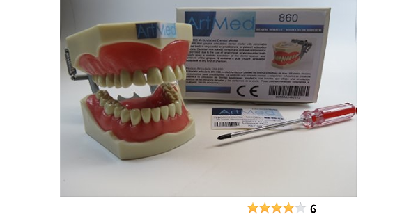 Amazon Com Dental Typodont Anatomy Teaching Model With Removable Ivorine Teeth Universal Plate Artmed Model 860 Industrial Scientific