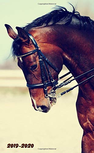 2019-2020: Nifty Horse Lover Two-Year