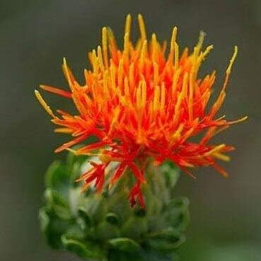 Amazon 50本ハーブベニバナ種子 盆栽ホーム アンプ 庭の赤い花の種 花