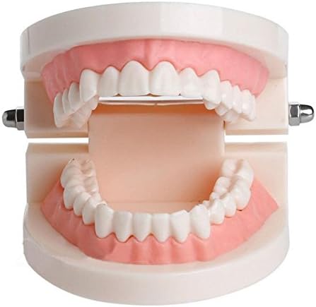 TMERY Teeth Gums Standard Tooth Dentist Child Educational Teaching Model