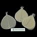 NAVA CHIANGMAI FLOWERS Skeleton Natural Ficus Religiosa Leaves Artificial Leaves Craft Card Scrapbooking DIY Embellishment Decoration Art Greeting Cards Wedding Gifts Seasonal Gift (Natural Color)