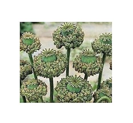 100x Papaver somniferum Hens and Chicks Samen Blüten große Kapseln B2208