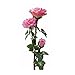 LIEYANG Solar Power 3 LED Pink Rose Flower Light Garden Waterproof Lamp Pink