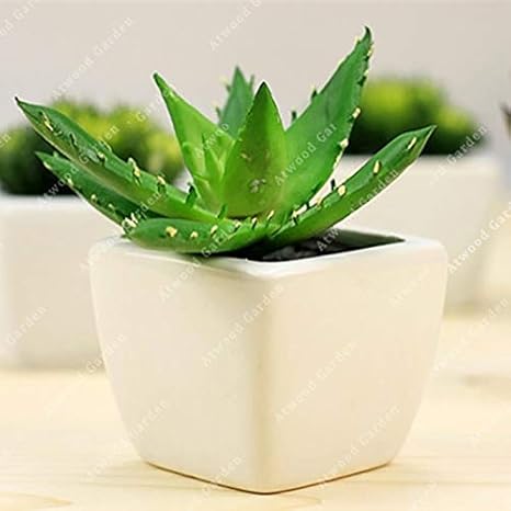 Amazon Co Jp ベラ50pcsのアフリカ干ばつ抵抗アロエベラ盆栽観葉植物部屋室内植物の高薬理効果について ホーム キッチン