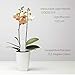 Vistefly Flowers Care Smart Sensor for Moisture, Sunlight,Tempt, Fertility 4 in 1 Soil test kit, Indoor/Outdoor Soil Tester & Gardening Tools, Plant Monitor for Home and Garden, Farm