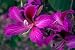 Purple Orchid Tree, Bauhinia Purpurea, 5 Tree Seeds