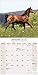 Arabian Horse Calendar - Calendars 2019 - 2020 Wall Calendars - Only Arabian Horses - Animal Calendar - Arabian Horses 16 Month Wall Calendar by Avonside (Multilingual Edition)