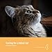 Caring for a blind cat by 