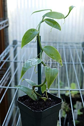 Casavidas Seeds: Vanilla Orchid (Vanilla planifolia) - Medium Plant