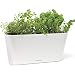 Aquaphoric Herb Garden Tub - Self Watering Passive Hydroponic Planter + Fiber Soil, Keeps Indoor Kitchen Herbs Fresh and Growing for Weeks on Your Home Windowsill. Compact, Attractive and Foolproof. primary