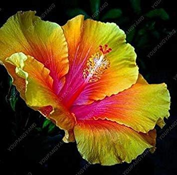 Vegherb Violet 100 Graines Géant Hibiscus Exotiques Graines