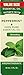 Nature's Truth Peppermint Essential Oil | 2 fl oz | for Diffuser, Aromatherapy, and Massage | Value Size | Pure Plant Based, Non-GMO & Gluten Free