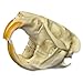 Real Muskrat Skull A Quality
