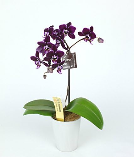 Amazon Co Jp Chocolate Color Midi Phalaenopsis 3 Dimension 1 F Home Kitchen