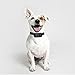 Ortz Remote Controlled Dog Training Bark Collar - Rechargeable and Waterproof for Small, Medium & Large Dogs - Fits Dogs (10Lbs - 100Lbs), 400 Yard Range